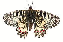 Southern festoon butterfly (Zerynthia polyxena), Lorsch, Hessen, Germany. May. Meetyourneighbours.net project
