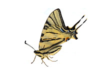 Scarce swallowtail butterfly (Iphiclides podalirius), Lorsch, Hessen, Germany. April. Meetyourneighbours.net project