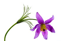 Pasque flower (Pulsatilla vulgaris), Lorsch, Hessen, Germany. April. Meetyourneighbours.net project