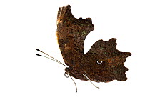 Comma butterfly (Polygonia c-album), Lorsch, Hessen, Germany. April. Meetyourneighbours.net project