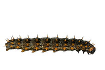 Queen of Spain fritillary (Issoria lathonia) caterpillar, Lorsch, Hessen, Germany. Meetyourneighbours.net project.