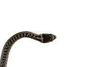 Smooth snake (Coronella austriaca), Staudernheim, Germany. Meetyourneighbours.net project.