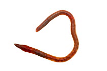 Common earthworm (Lumbricus terrestris), Mannheim, Germany. Meetyourneighbours.net project.