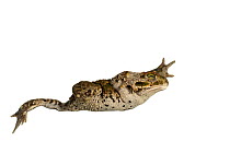 Natterjack toad (Bufo calamita) swimming, Neu-Bamberg, Germany. Meetyourneighbours.net project.