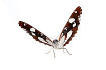 Southern white admiral butterfly (Limenitis reducta), Mannheim, Germany. Meetyourneighbours.net project.