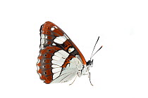 Southern white admiral butterfly (Limenitis reducta), Mannheim, Germany. Meetyourneighbours.net project.