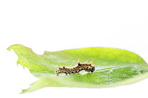 Southern white admiral (Limenitis reducta) caterpillar on leaf, Lorsch, Hessen, Germany. Meetyourneighbours.net project.