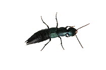Dark robber beetle (Ocypus tenebricosus), Theisbergstegen, Germany. Meetyourneighbours.net project.