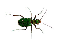 Green tiger beetle (Cicindela campestris), Theisbergstegen, Germany. Meetyourneighbours.net project.