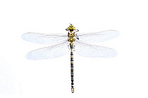 Migrant hawker dragonfly (Aeshna mixta), Lorsch, Hessen, Germany. Meetyourneighbours.net project.