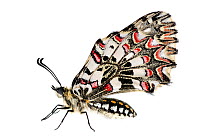 Spanish festoon butterfly (Zerynthia rumina), Lorsch, Hessen, Germany. Meetyourneighbours.net project.