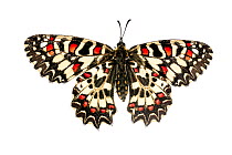 Spanish festoon butterfly (Zerynthia rumina), Lorsch, Hessen, Germany. Meetyourneighbours.net project.