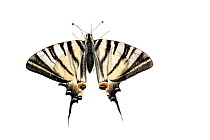 Scarce swallowtail butterfly (Iphiclides podalirius), Lorsch, Hessen, Germany. Meetyourneighbours.net project.