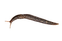 Leopard slug (Limax maximus), Grnstadt, Germany. Meetyourneighbours.net project.