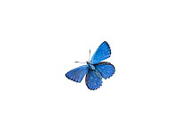 Adonis blue butterfly (Polyommatus bellargus), Lorsch, Hessen, Germany. Meetyourneighbours.net project.