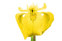 Yellow flag iris (Iris pseudacorus), Bchelberg, Germany. Meetyourneighbours.net project.