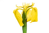 Yellow flag iris (Iris pseudacorus) showing reproductive parts, Bchelberg, Germany. Meetyourneighbours.net project.