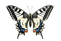 Common swallowtail butterfly (Papilio machaon), Lorsch, Hessen, Germany. Meetyourneighbours.net project.