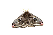 Emperor moth (Saturnia pavonia) female, Mannheim, Germany. Meetyourneighbours.net project.