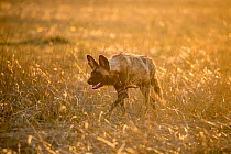 African hunting dog (Lycaon pictus) stalking in long grass. Liuwa Plains National Park, Zambia.