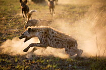 African hunting dogs (Lycaon pictus) pack mobbing a Spotted hyena (Crocuta crocuta). Hyenas follow the dogs and attempt to steal their kills, so the dogs harass them whenever they get a chance. Liuwa...