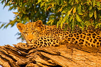 Leopard (Panthera pardus) relaxing in a  tree. Mashatu, Botswana.