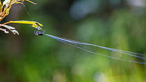 Darwin's bark spider (Caerostris darwini)  spraying silk. This spider can spray a strand of silk a distance of 25 metres across a river to support her web. Scientifically discovered in 2009. Andasibe...