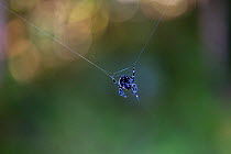 Darwin's bark spider (Caerostris darwini) builidng web. This spider can spray a strand of silk a distance of 25 metres across a river to support her web. Scientifically discovered in 2009. The web is...