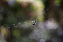 Darwin's bark spider (Caerostris darwini) female strengthening her bridging line. This spider can spray a strand of silk a distance of 25 metres across a river to support her web. Scientifically disco...