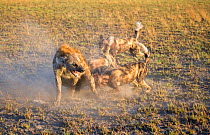 Wild dogs (Lycaon pictus), harassing spotted hyena (Crocuta crocuta), Liuwa Plains National Park, Zambia.