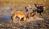 Wild dogs (Lycaon pictus), harassing spotted hyena (Crocuta crocuta), Liuwa Plains National Park, Zambia.