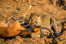 Leopard (Panthera pardus) female suffocating a male Impala (Aepyceros melampus) after ambushing it in a gully. South Luangwa National Park, Zambia.