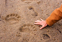 Polar bear (Ursus arctos) footprints with human hand for scale, Labrador, Canada. June 2010