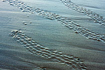 Tracks of hatchling Olive ridley turtles (Lepidochelys olivacea), Nancite Beach, Santa Rosa National Park, Costa Rica.