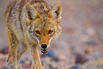 Coyote (Canis latrans), Death Valley, California. May.
