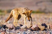 Coyote (Canis latrans) foraging, Death Valley, California. May.