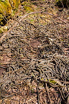 Red-side garter snakes (Thamnophis sirtalis parietalis) following their emergence from hibernation. Narcisse snake dens, Manitoba, Canada. The dens are home to over 50,000 garter snakes, making it the...