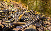 Red-side garter snakes (Thamnophis sirtalis parietalis) outside hibernation dens, Narcisse snake dens, Manitoba, Canada. The snake in the foreground is a female . She is surrounded by the smaller male...