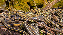 Red-side garter snakes (Thamnophis sirtalis parietalis) outside their hibernation dens, Narcisse snake dens, Manitoba, Canada. These are males on the lookout for females. The dens are home to over 50,...