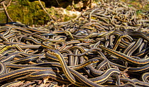 Red-side garter snakes (Thamnophis sirtalis parietalis) following their emergence from hibernation, Narcisse snake dens, Manitoba, Canada. These are mostly males who mass outside the dens waiting for...