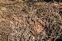 Red-side garter snakes (Thamnophis sirtalis parietalis) following their emergence from hibernation. Narcisse snake dens, Manitoba, Canada. The dens are home to over 50,000 garter snakes making it the...
