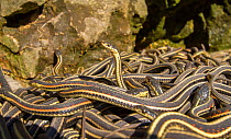 Red-side garter snakes (Thamnophis sirtalis parietalis) outside their hibernation dens. Narcisse snake dens, Manitoba, Canada. The dens are home to over 50,000 garter snakes, making it the greatest co...