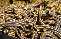 Red-side garter snakes (Thamnophis sirtalis parietalis) outside hibernation dens. Narcisse snake dens, Manitoba, Canada. The dens are home to over 50,000 garter snakes, making it the greatest concentr...