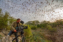 Wildlife cameraman, Mat Aeberhard, filming Mexican free-tailed bats (Tadarida brasiliensis) emerging from Bracken Cave, Texas. Bracken Cave is the summertime home of over 15 milions bats, making it th...