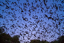 Mexican free-tailed bats, (Tadarida brasiliensis), leaving Bracken Cave, Texas. Bracken Cave is the summertime home of over 15 milions bats, making it the largest colony of bats in the world and one o...