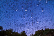Emergence of Mexican free-tailed bats (Tadarida brasiliensis) from Bracken Cave, Texas. Bracken Cave is the summertime home of over 15 milions bats, making it the largest colony of bats in the world a...