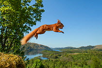 Red squirrel (Sciurus vulgaris) leaping with nut in mouth. Scotland, UK. Small repro only.