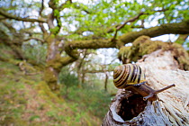 White-lipped snail (Cepaea hortensis) on oak branch within oak woodland, Scotland, UK, May.
