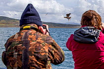Man and woman rear view, photographing White-tailed sea eagle (Haliaeetus albicilla) taking fish, Isle of Mull, Argyll and Bute, Scotland, UK, May.
