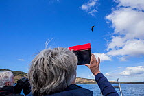 Woman photographing flying White-tailed sea eagle (Haliaeetus albicilla) with a tablet,  Isle of Mull, Argyll and Bute, Scotland, UK, May.